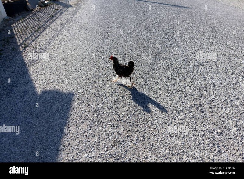A look at jugar chicken road
